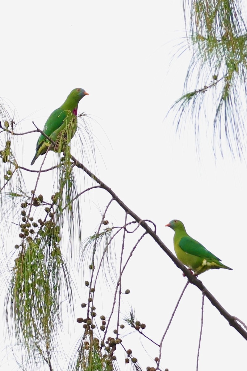 Claret-breasted Fruit-Dove - ML643013704
