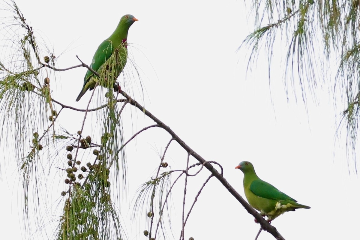 Claret-breasted Fruit-Dove - ML643013705