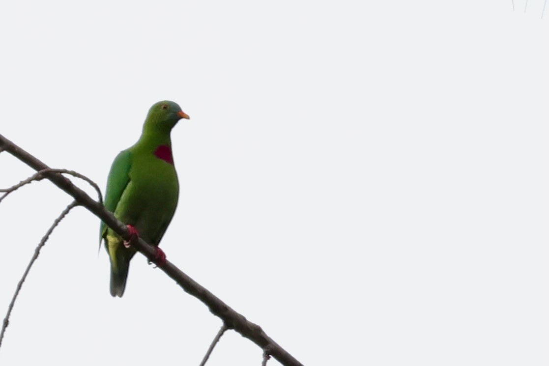 Claret-breasted Fruit-Dove - ML643013706