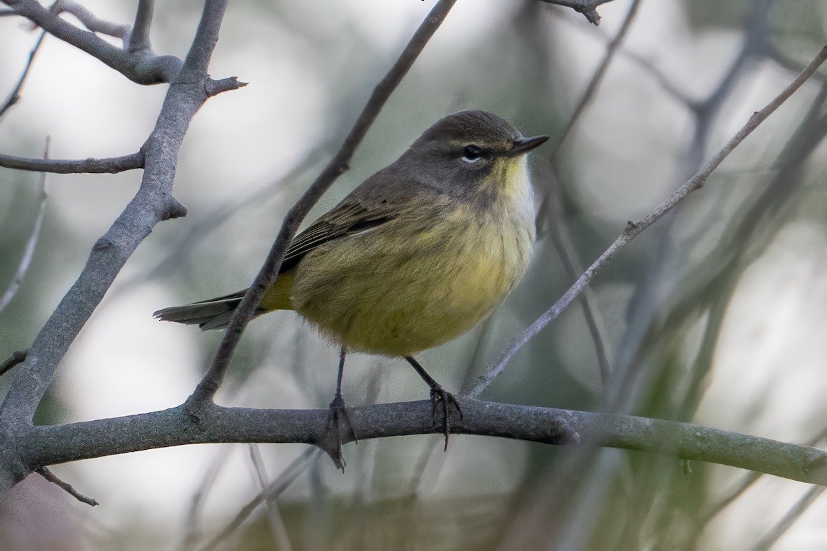Palm Warbler - ML643013711
