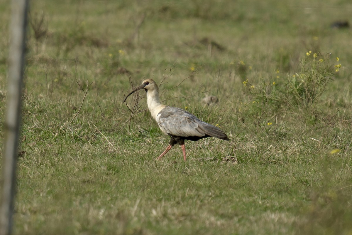 Black-faced Ibis - ML643013719
