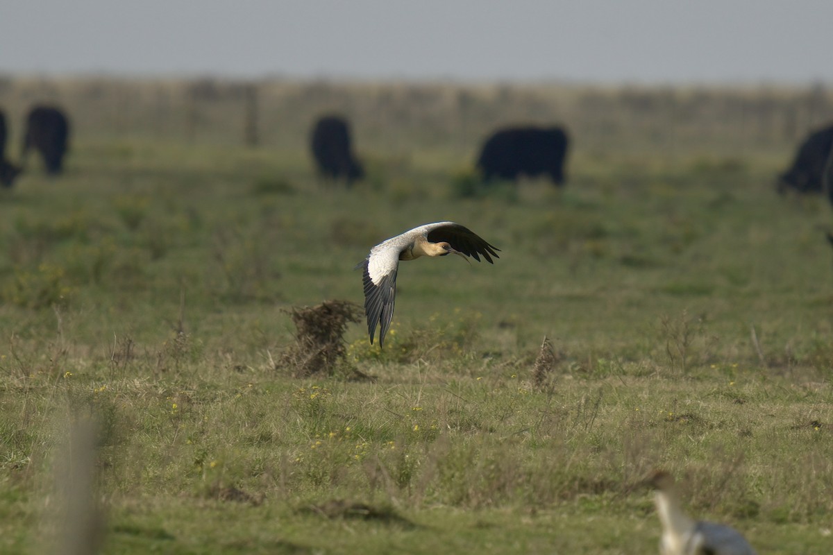 Black-faced Ibis - ML643013720