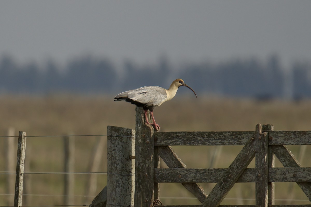 Black-faced Ibis - ML643013721