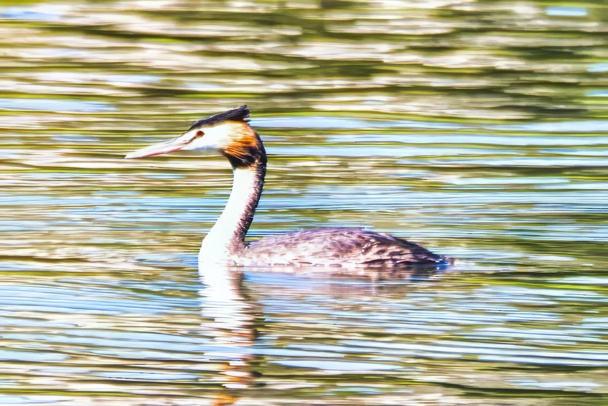 Great Crested Grebe - ML643013735