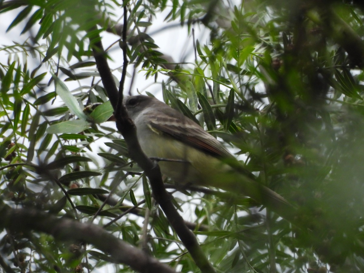Ash-throated Flycatcher - ML643013738
