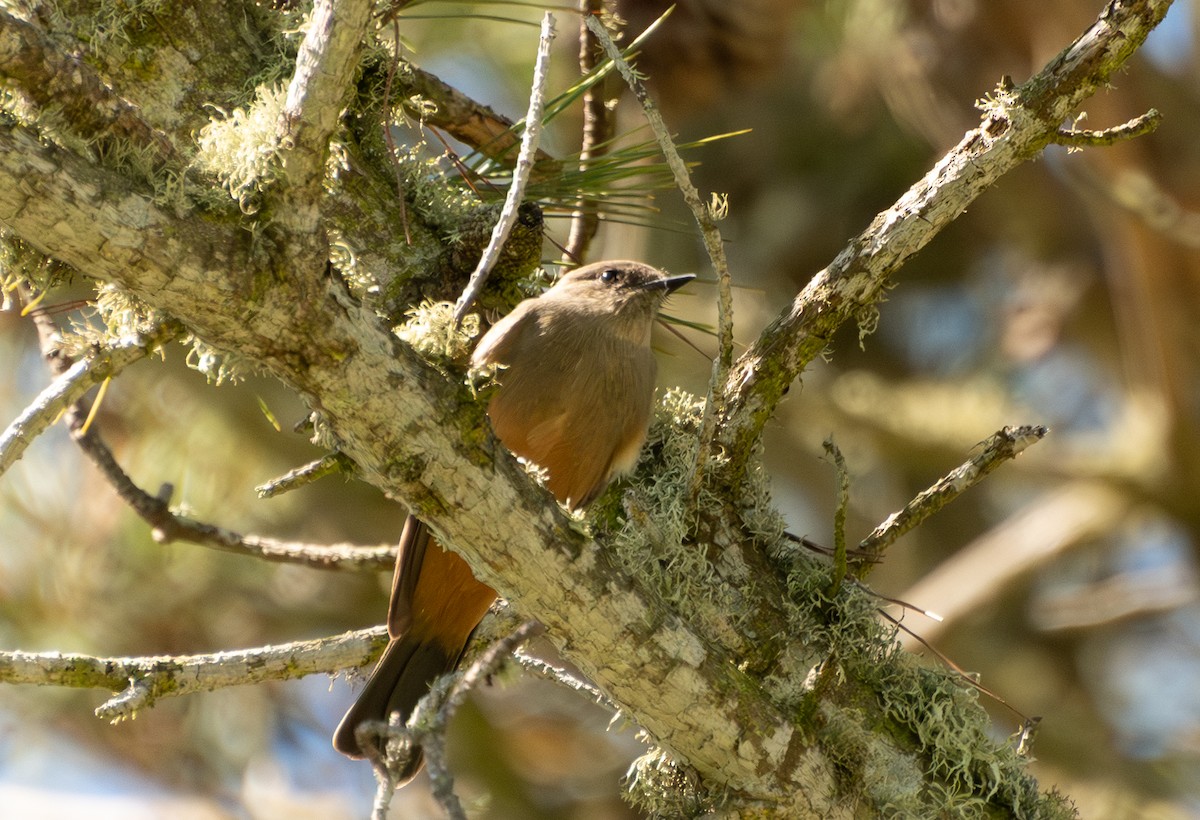 Say's Phoebe - ML643013740