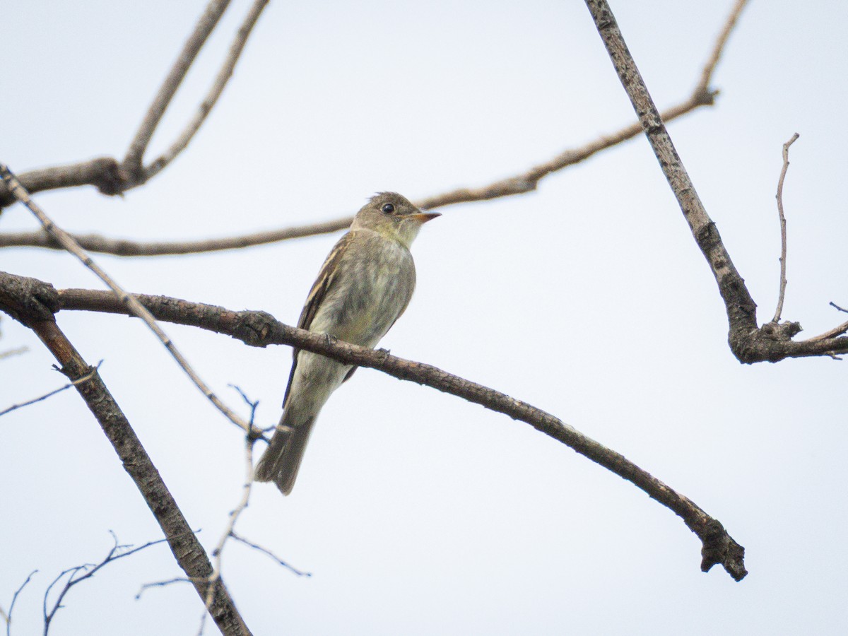 Eastern Wood-Pewee - ML643013745
