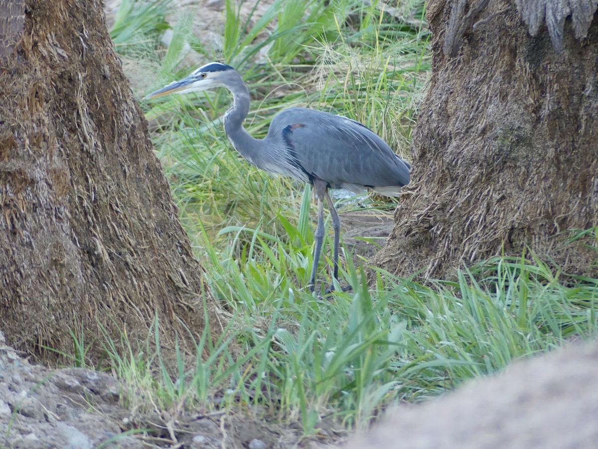 Great Blue Heron - ML643013771