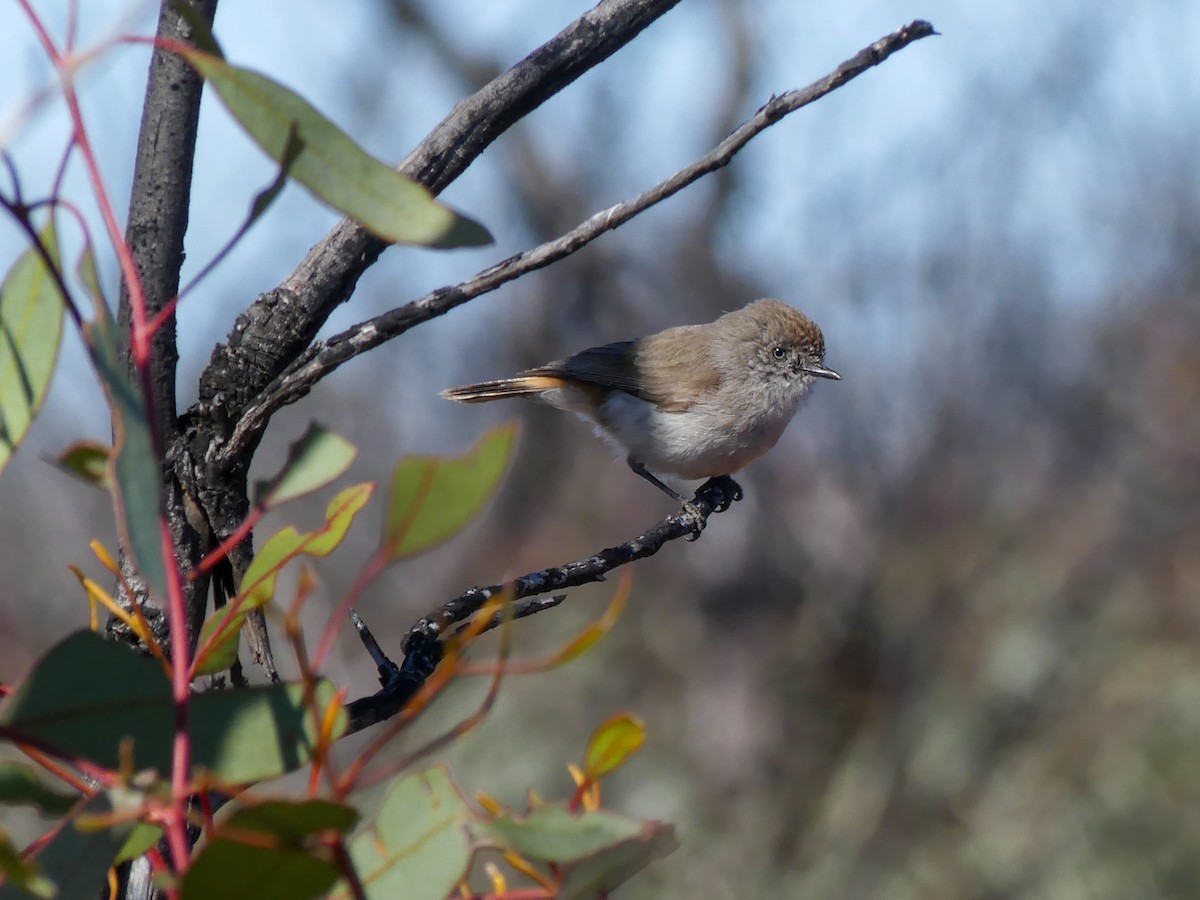Chestnut-rumped Thornbill - ML643013781