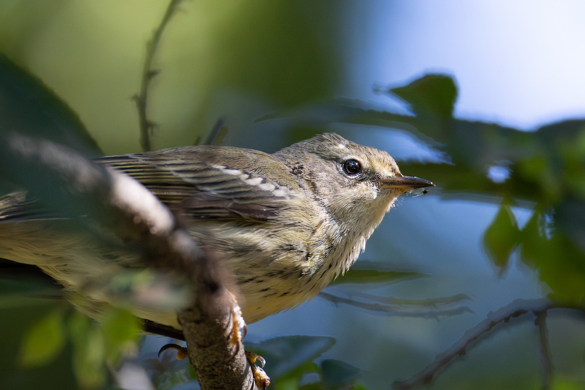 Cape May Warbler - ML643013782