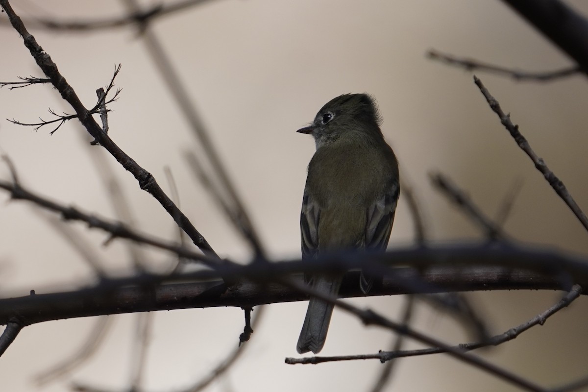 Hammond's Flycatcher - ML643013791