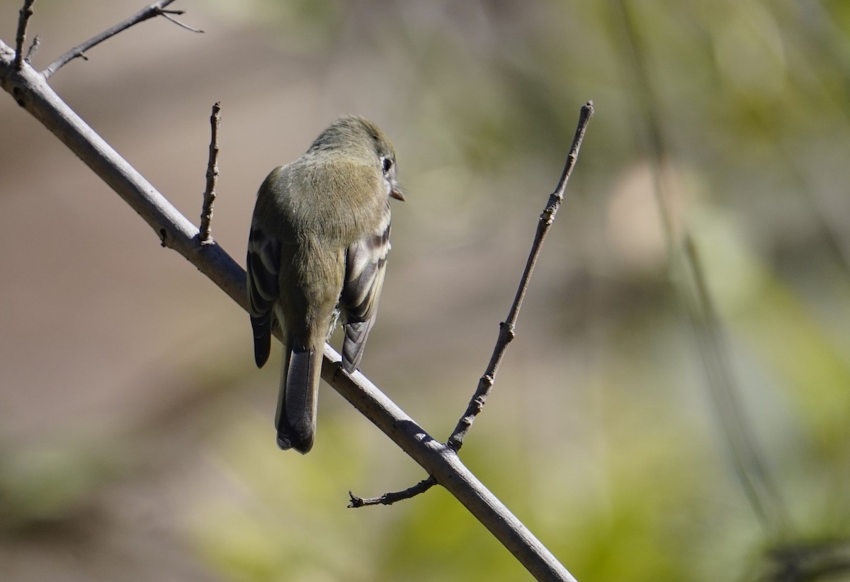 Hammond's Flycatcher - ML643013792