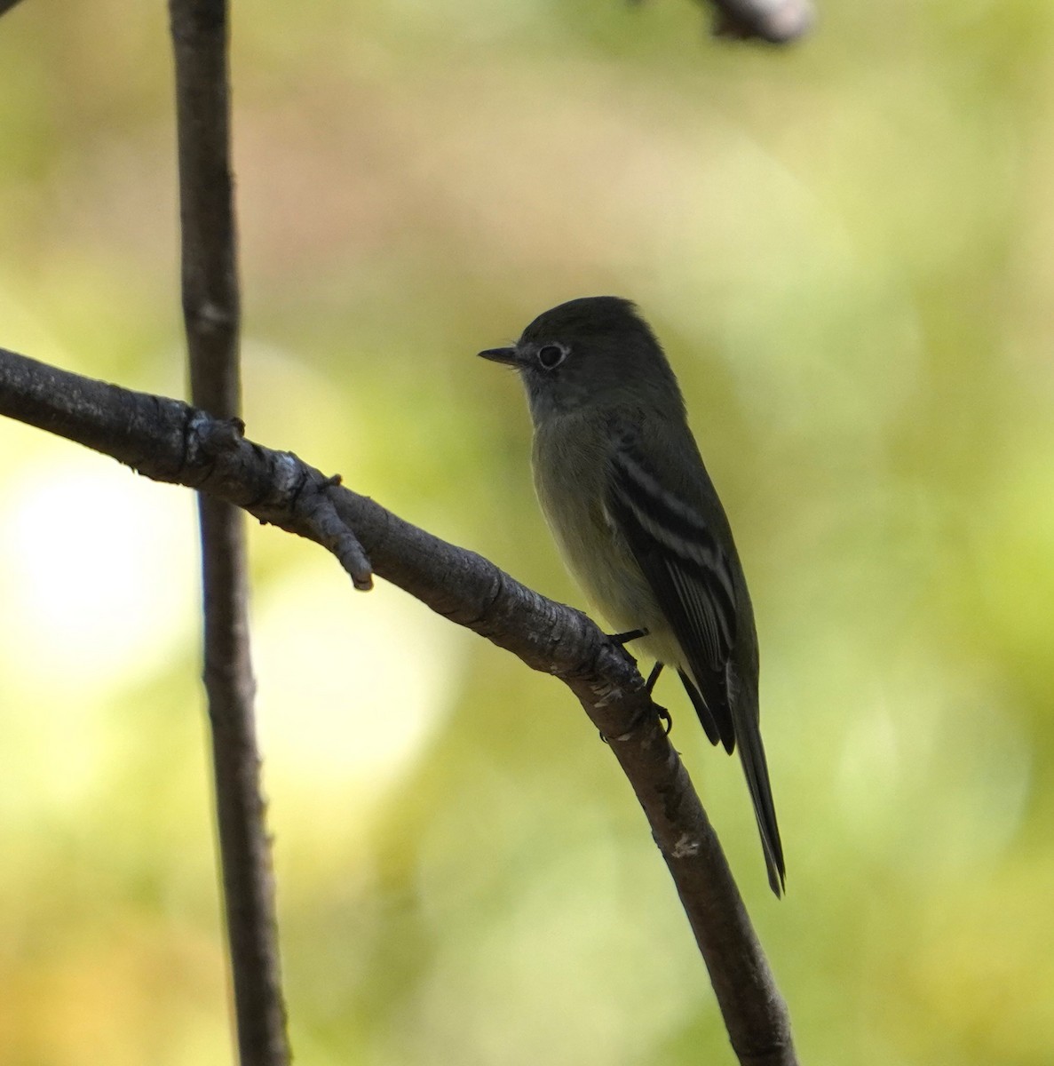 Hammond's Flycatcher - ML643013793