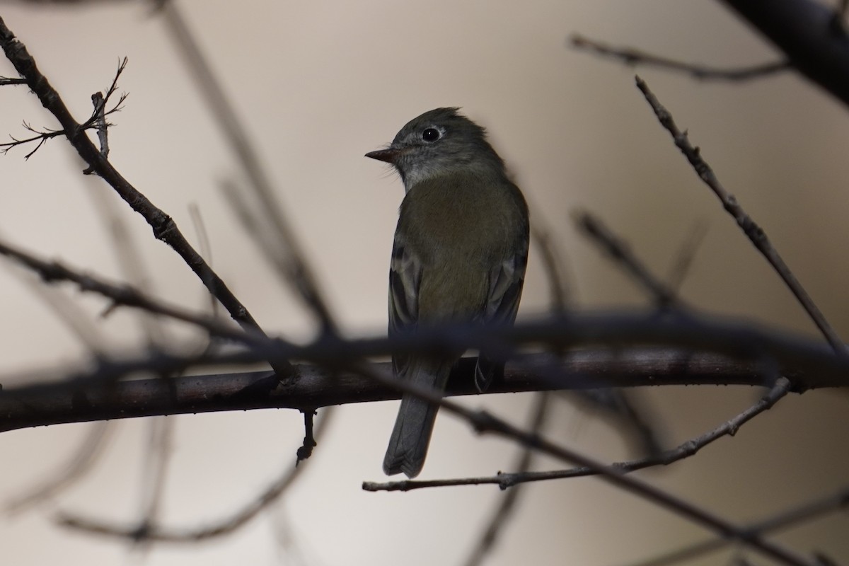 Hammond's Flycatcher - ML643013794