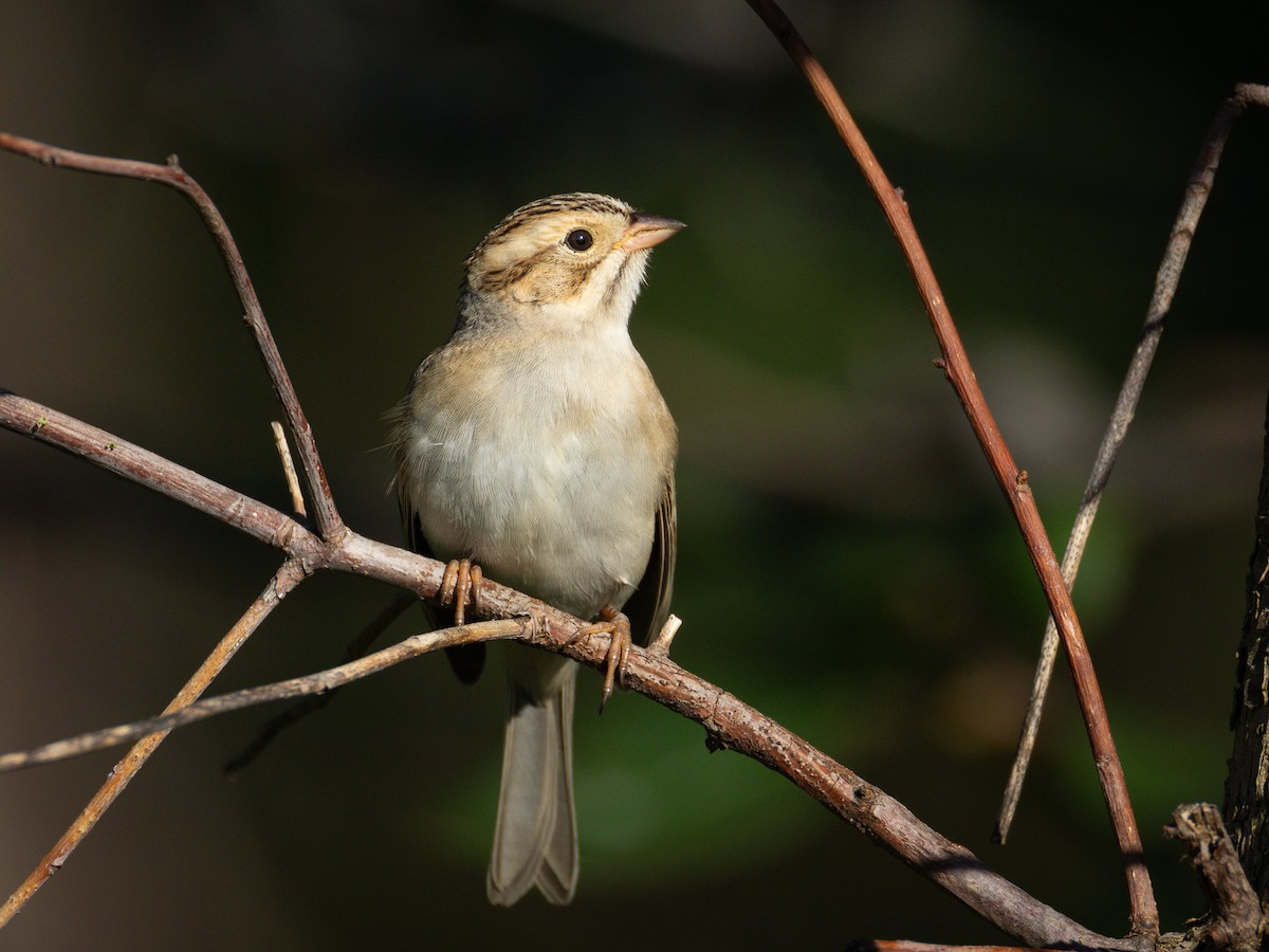 Clay-colored Sparrow - ML643013817