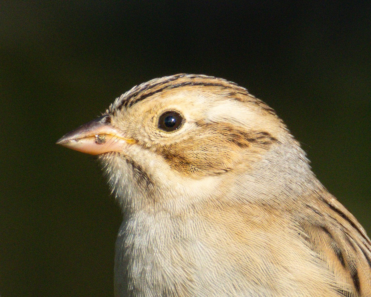 Clay-colored Sparrow - ML643013818