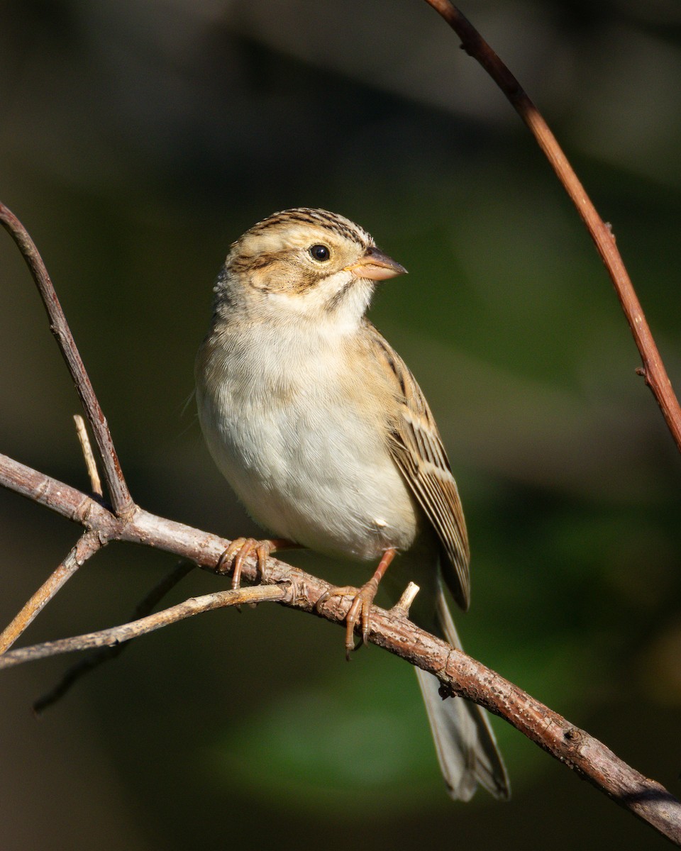 Clay-colored Sparrow - ML643013819