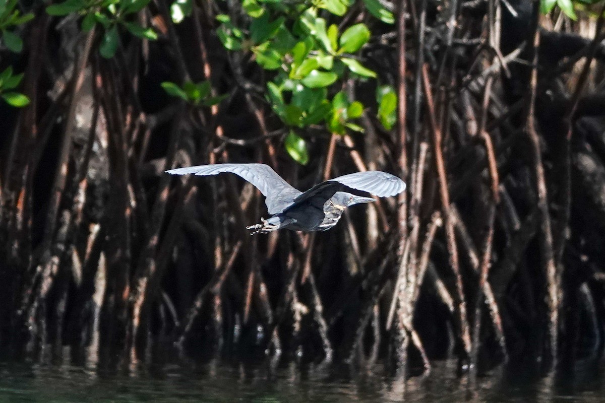 Black Bittern - ML643013824