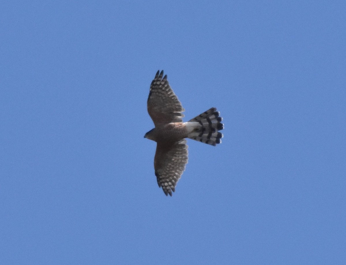 Sharp-shinned Hawk (Northern) - ML643013826