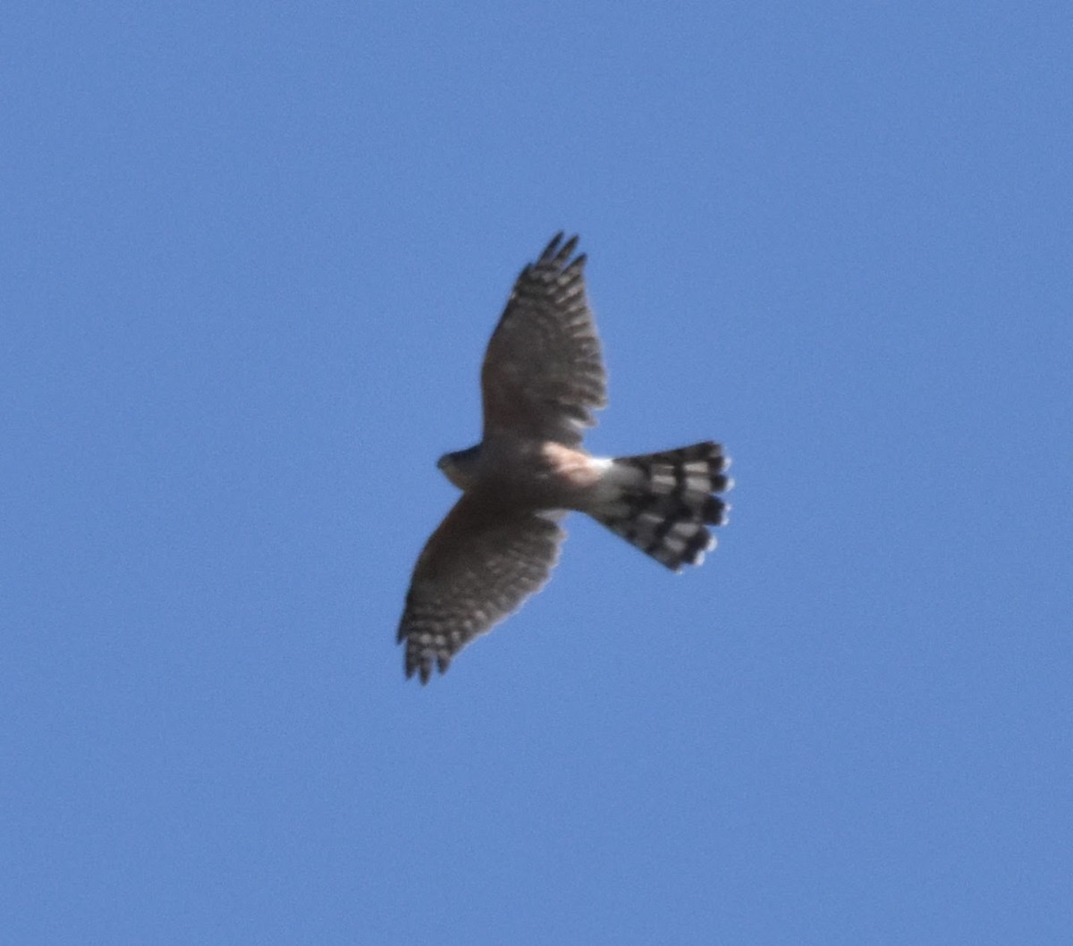 Sharp-shinned Hawk (Northern) - ML643013827