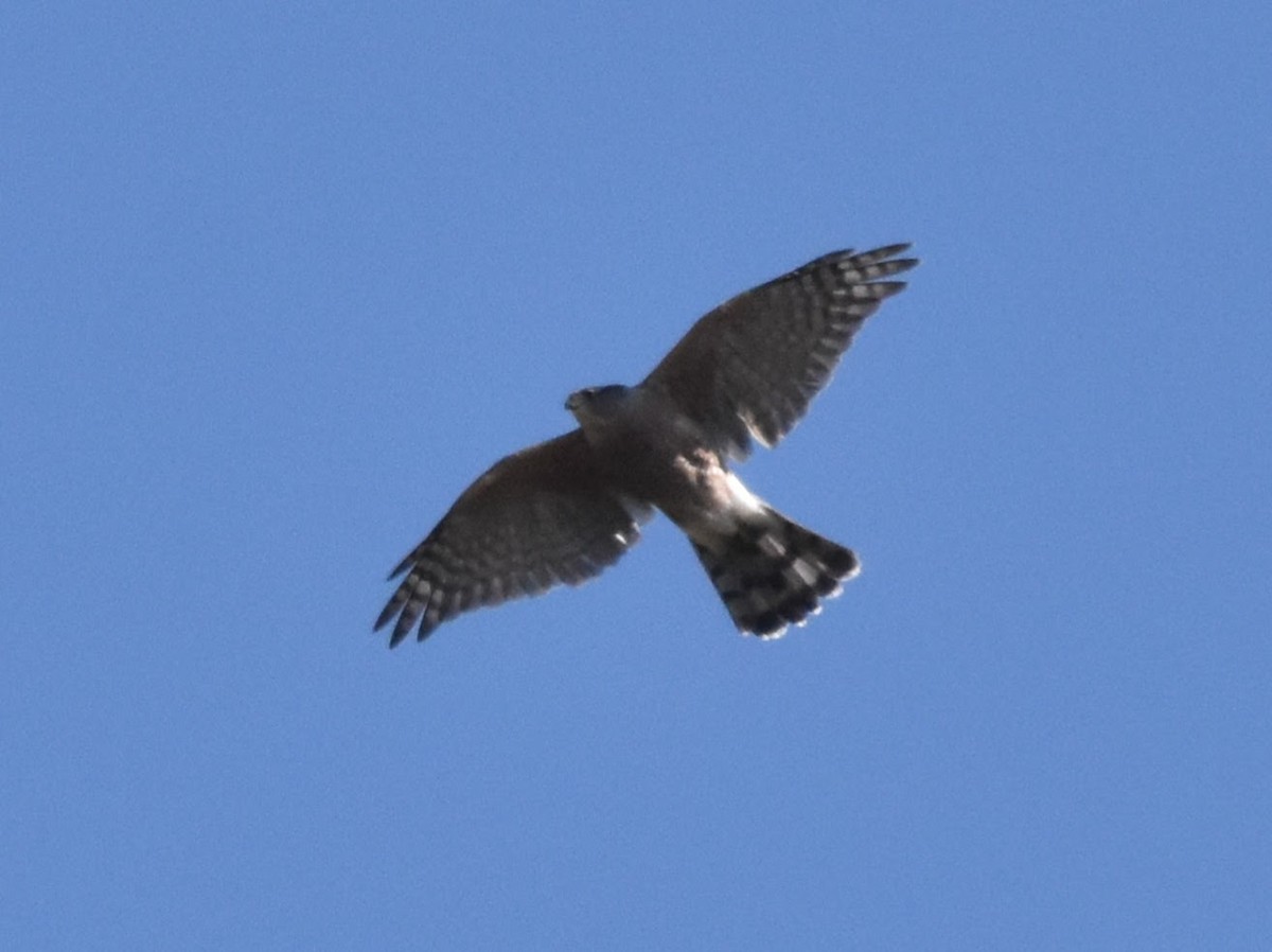 Sharp-shinned Hawk (Northern) - ML643013828