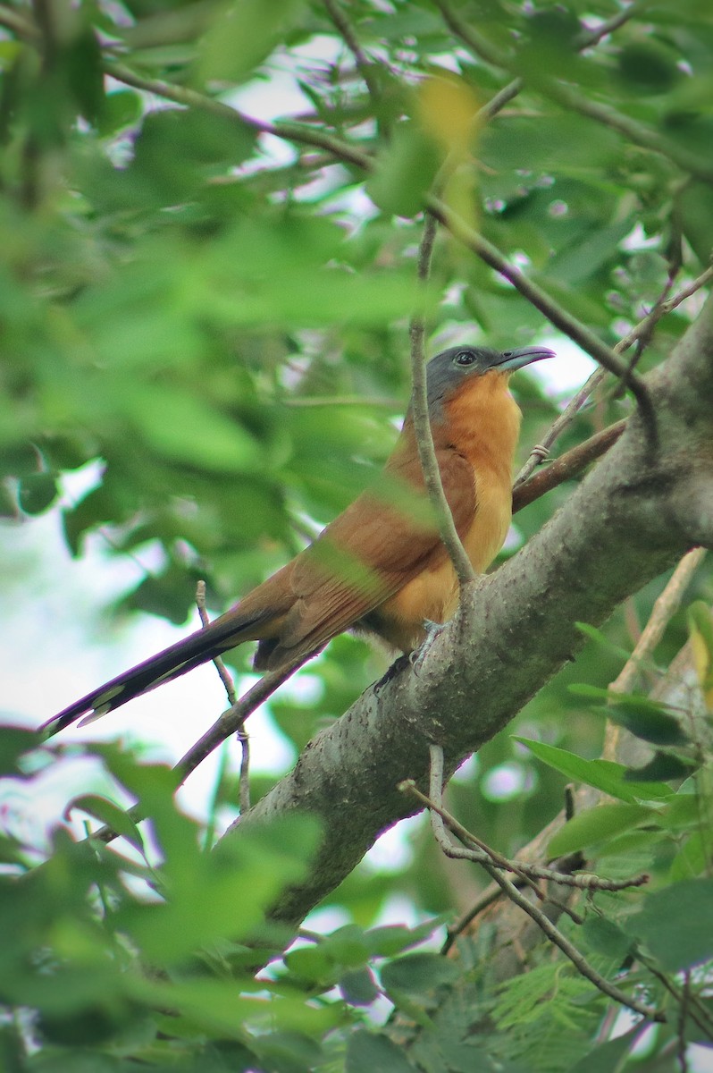Gray-capped Cuckoo - ML643013839
