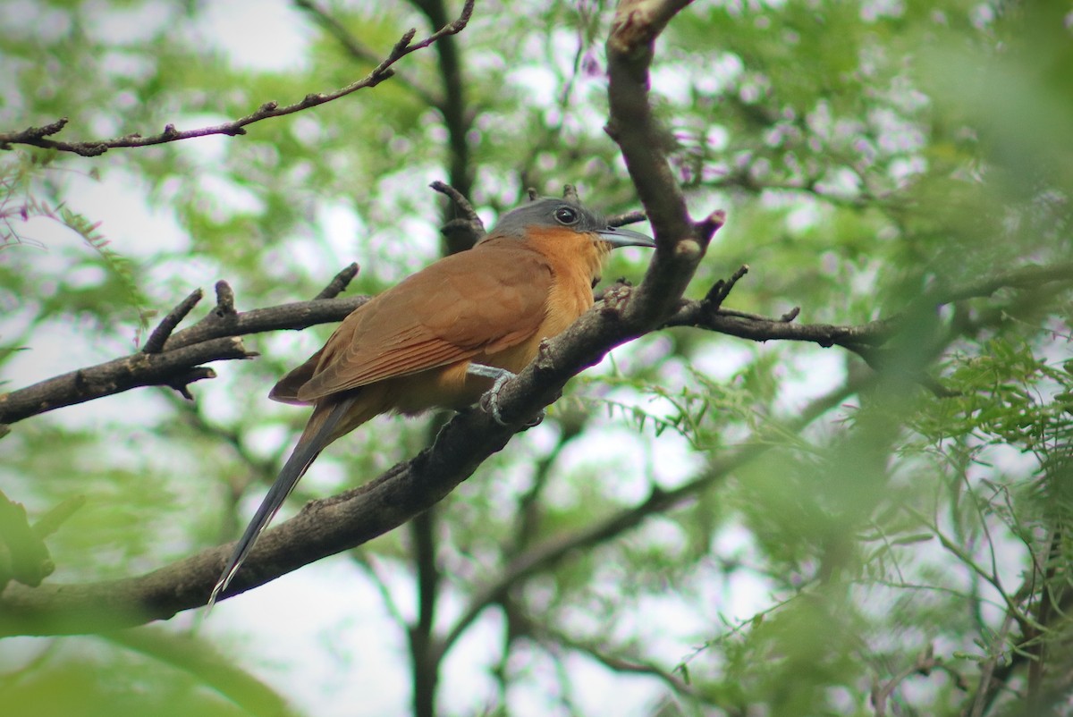 Gray-capped Cuckoo - ML643013840