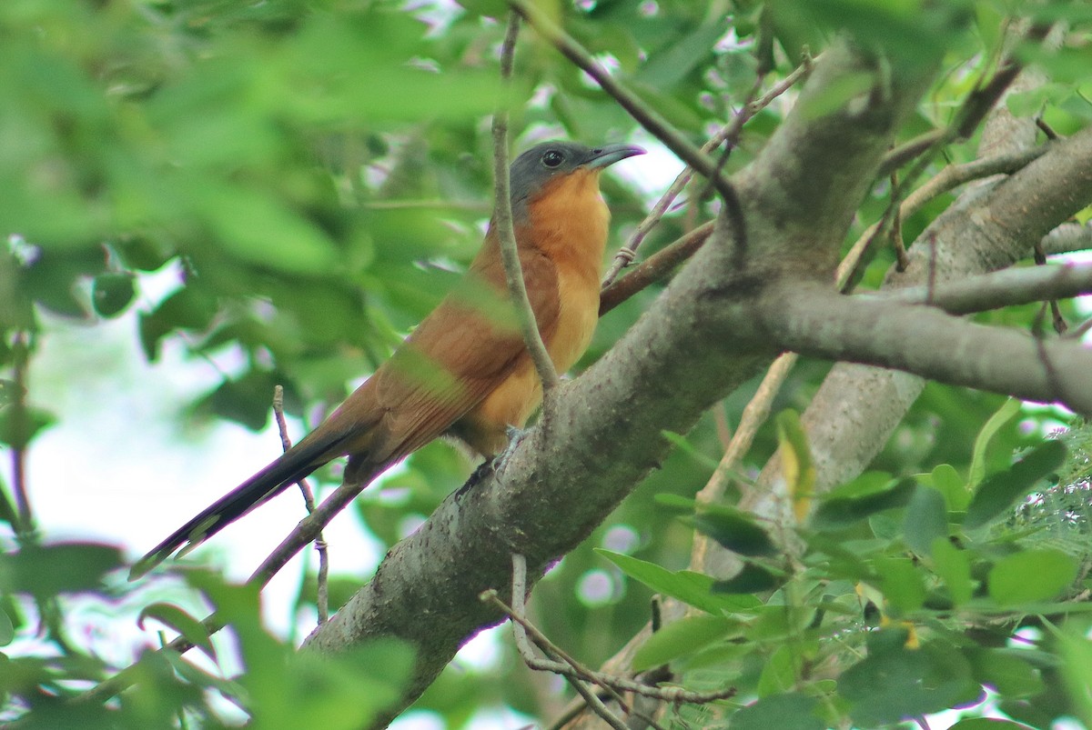 Gray-capped Cuckoo - ML643013841