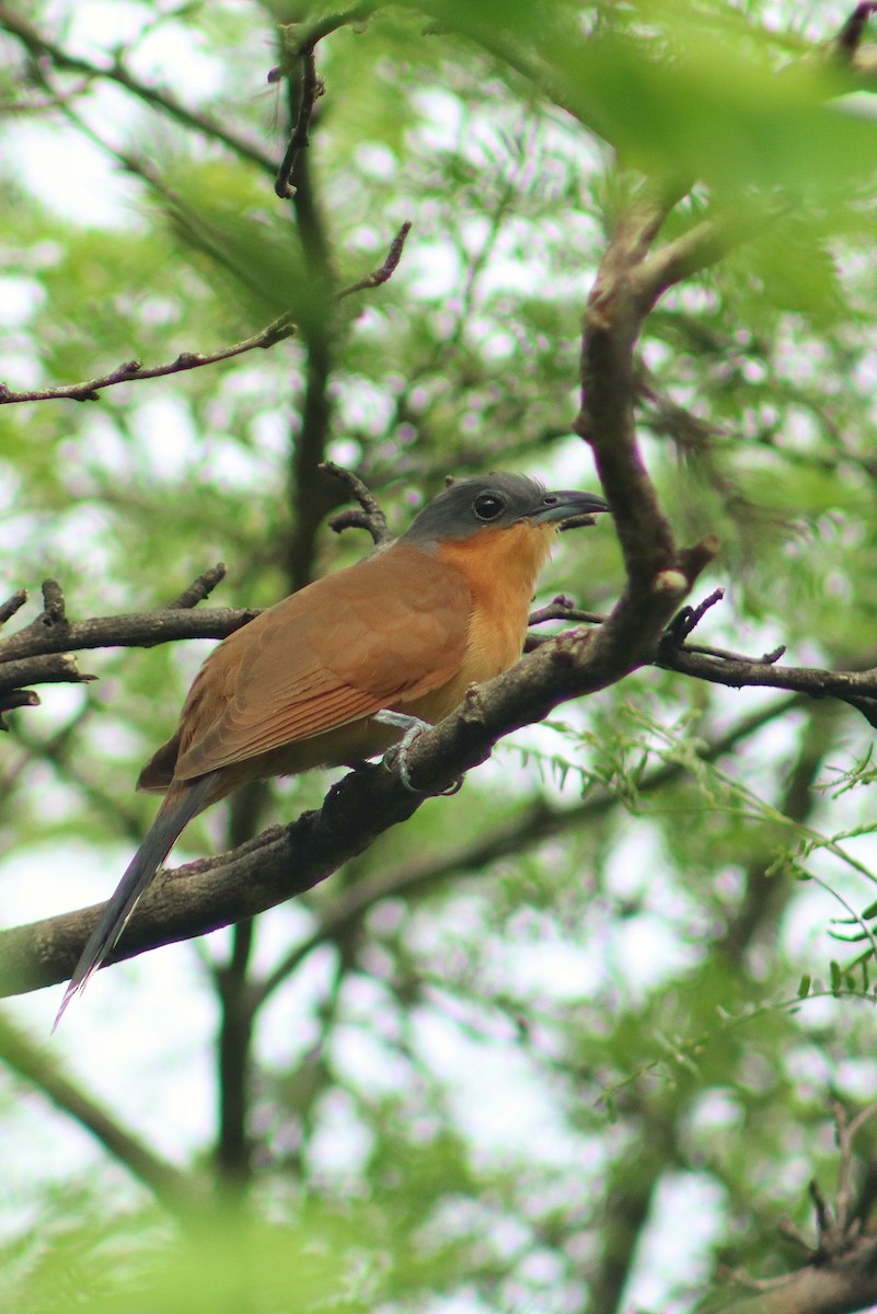 Gray-capped Cuckoo - ML643013842