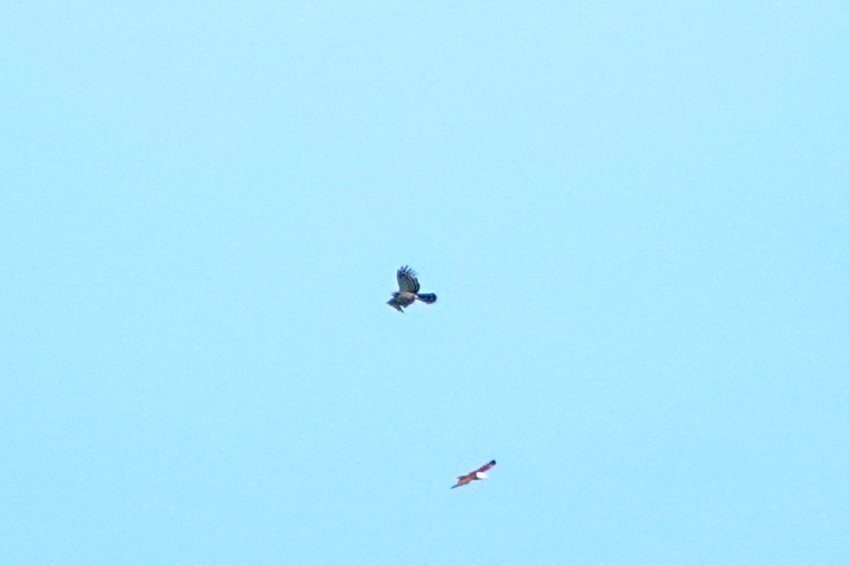 Long-tailed Honey-buzzard - ML643013844