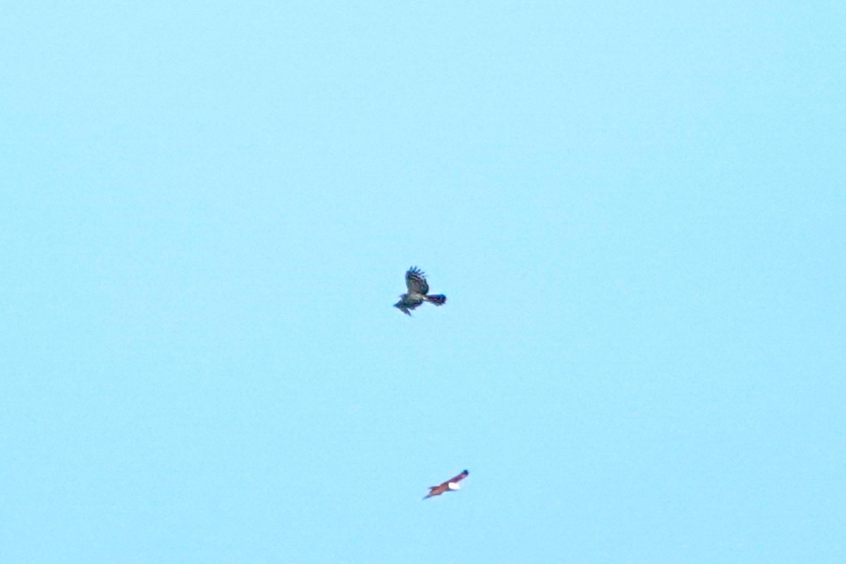 Long-tailed Honey-buzzard - ML643013845