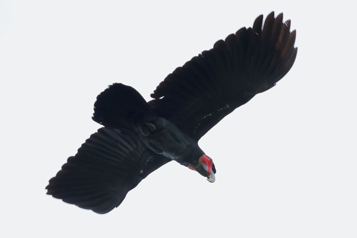 Cacatoès noir - ML643013853