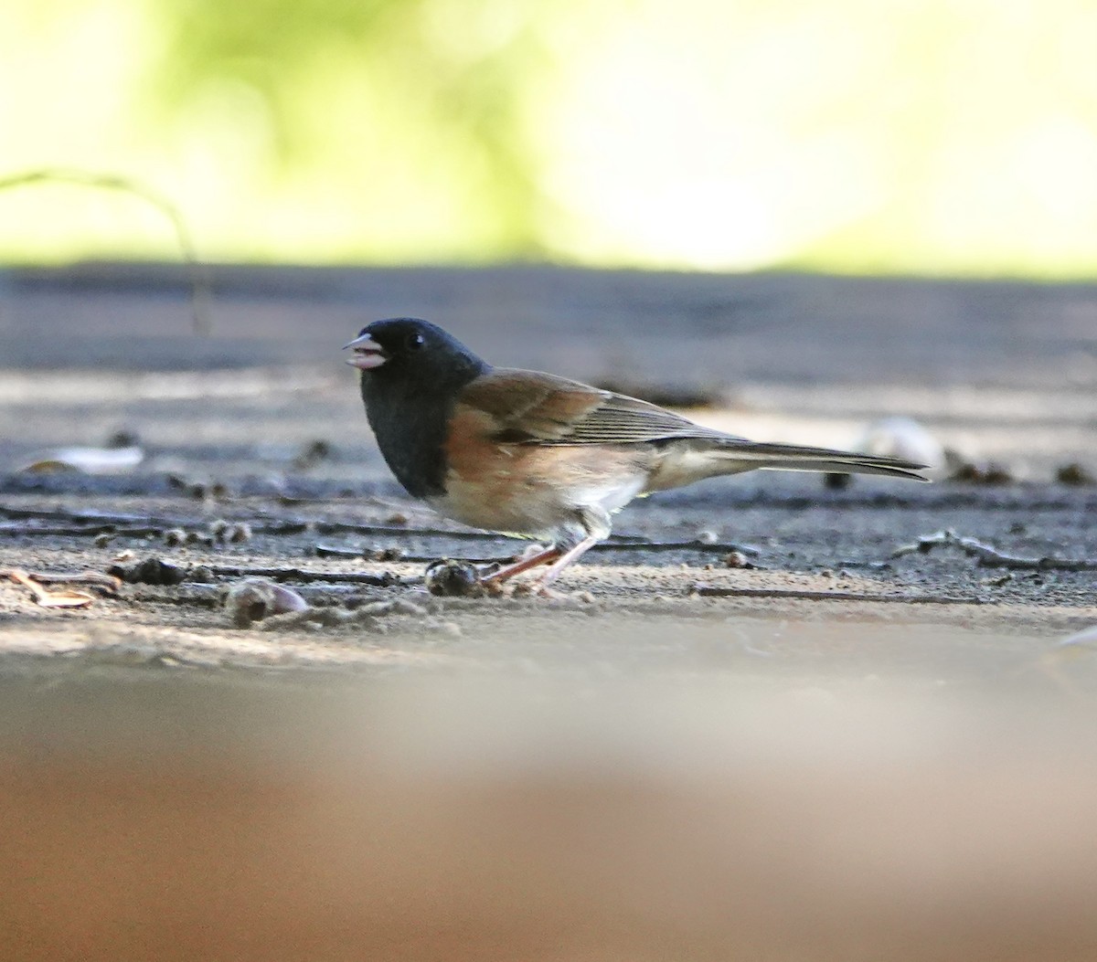 Dark-eyed Junco (Oregon) - ML643013855