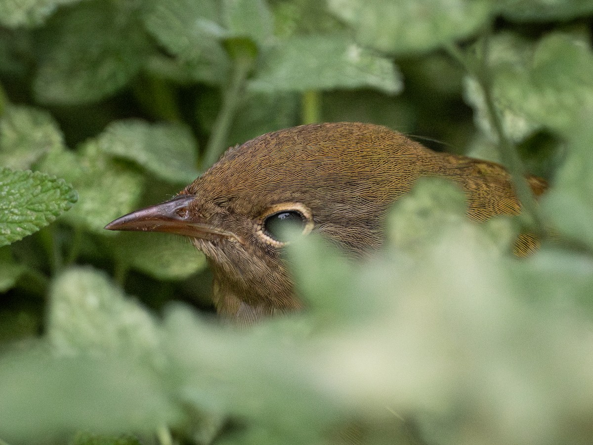 Connecticut Warbler - ML643013857