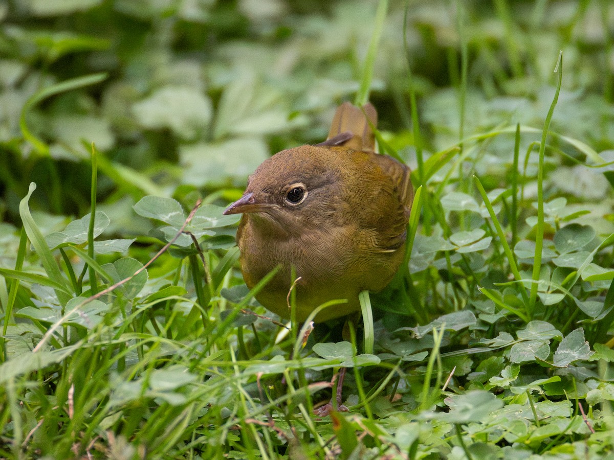 Connecticut Warbler - ML643013858