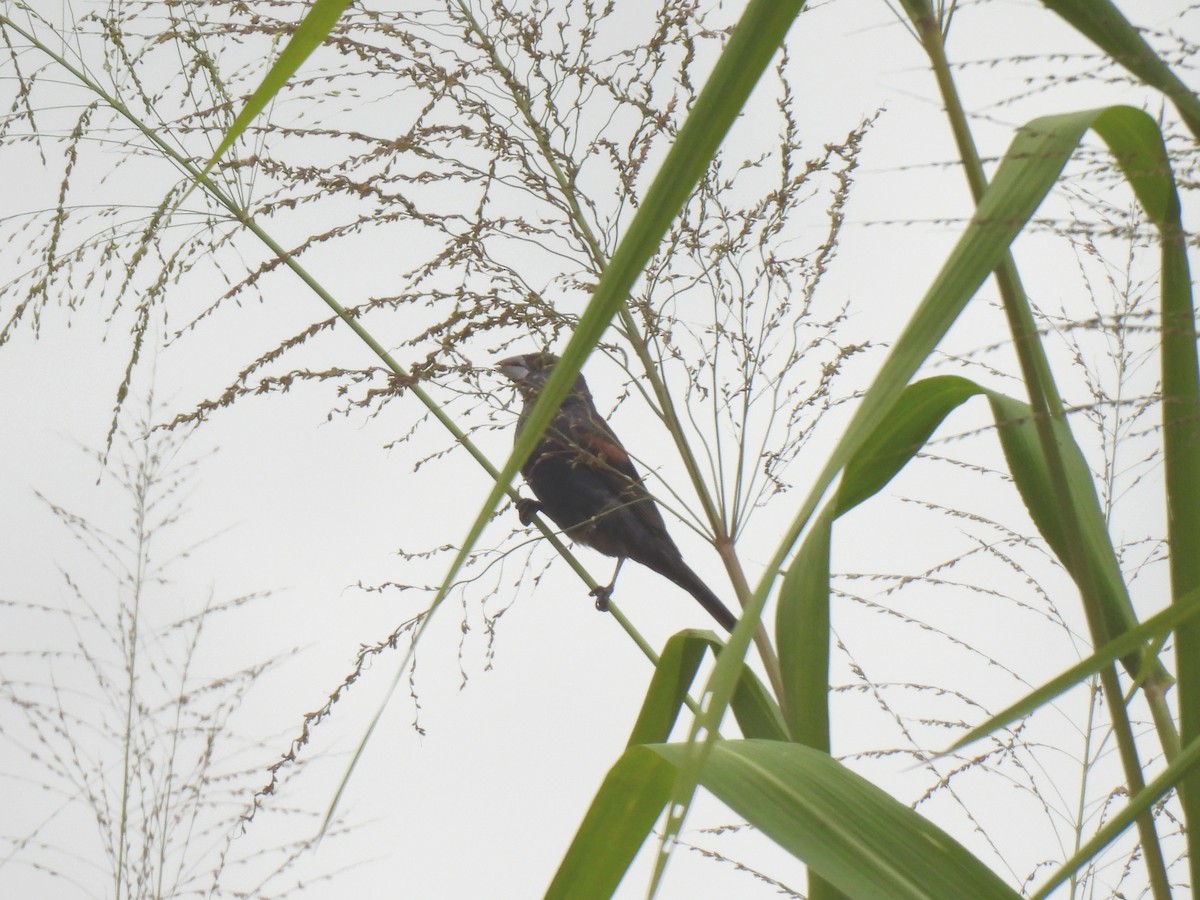 Blue Grosbeak - ML643013932