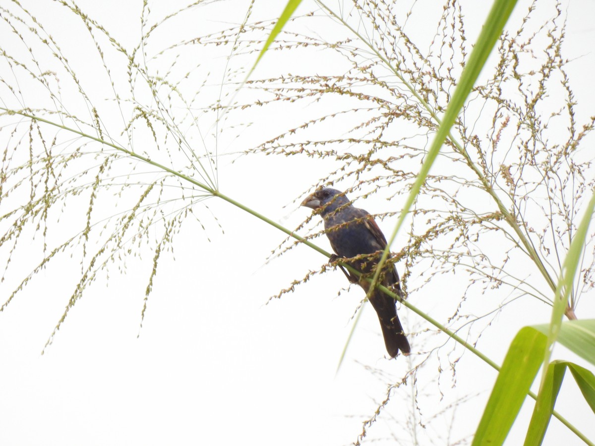 Blue Grosbeak - ML643013933