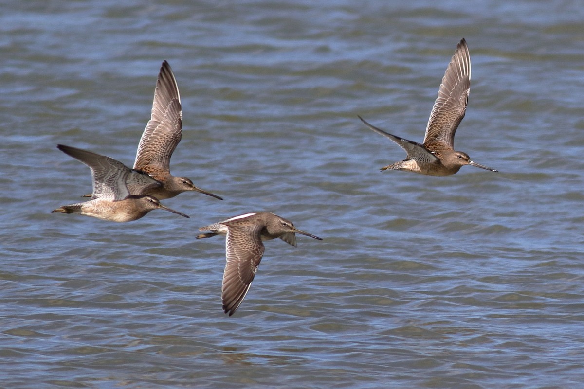 Хараалжин цууцил - ML643013940