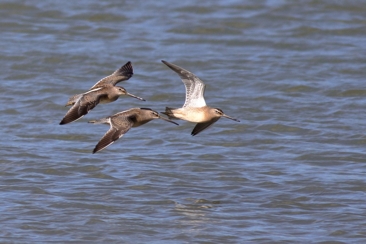 Хараалжин цууцил - ML643013965