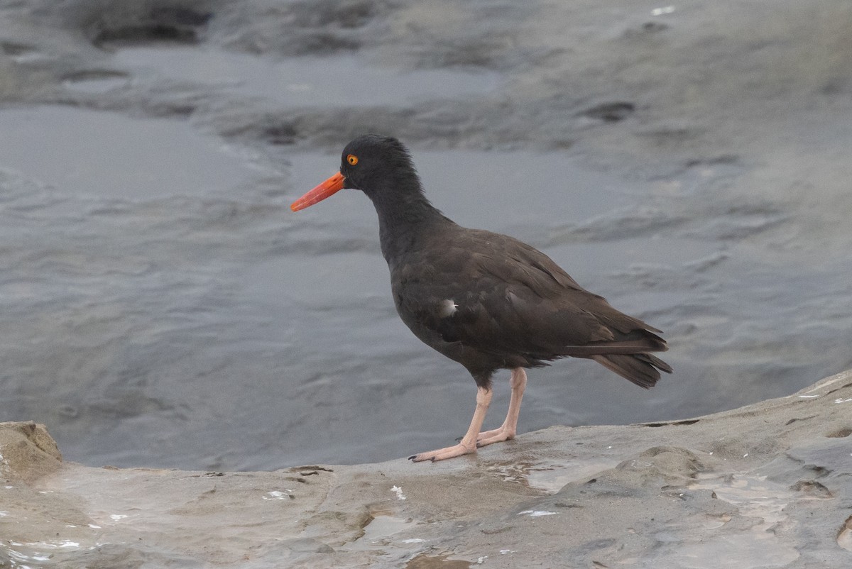 Black Oystercatcher - ML643013967