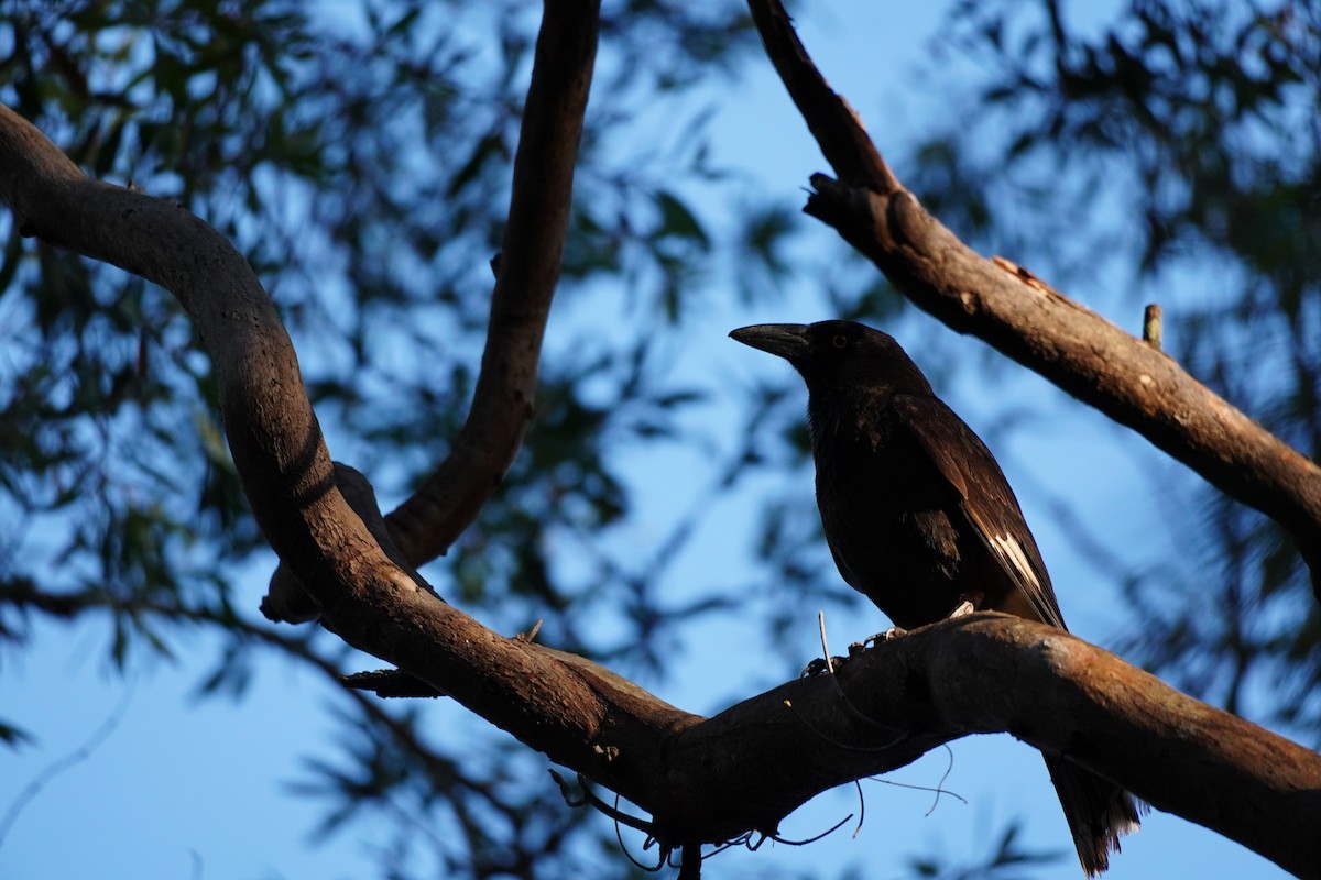 Pied Currawong - ML643013972