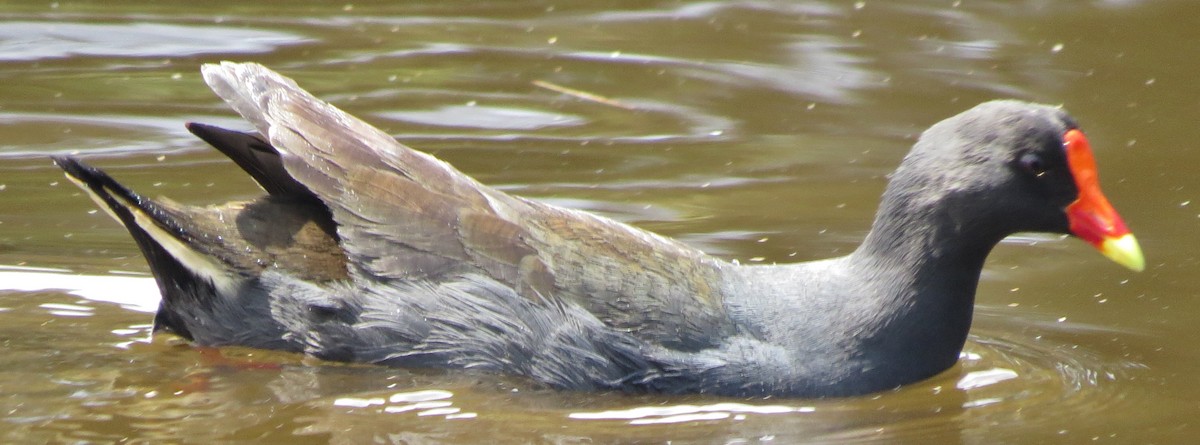 Dusky Moorhen - ML643013992