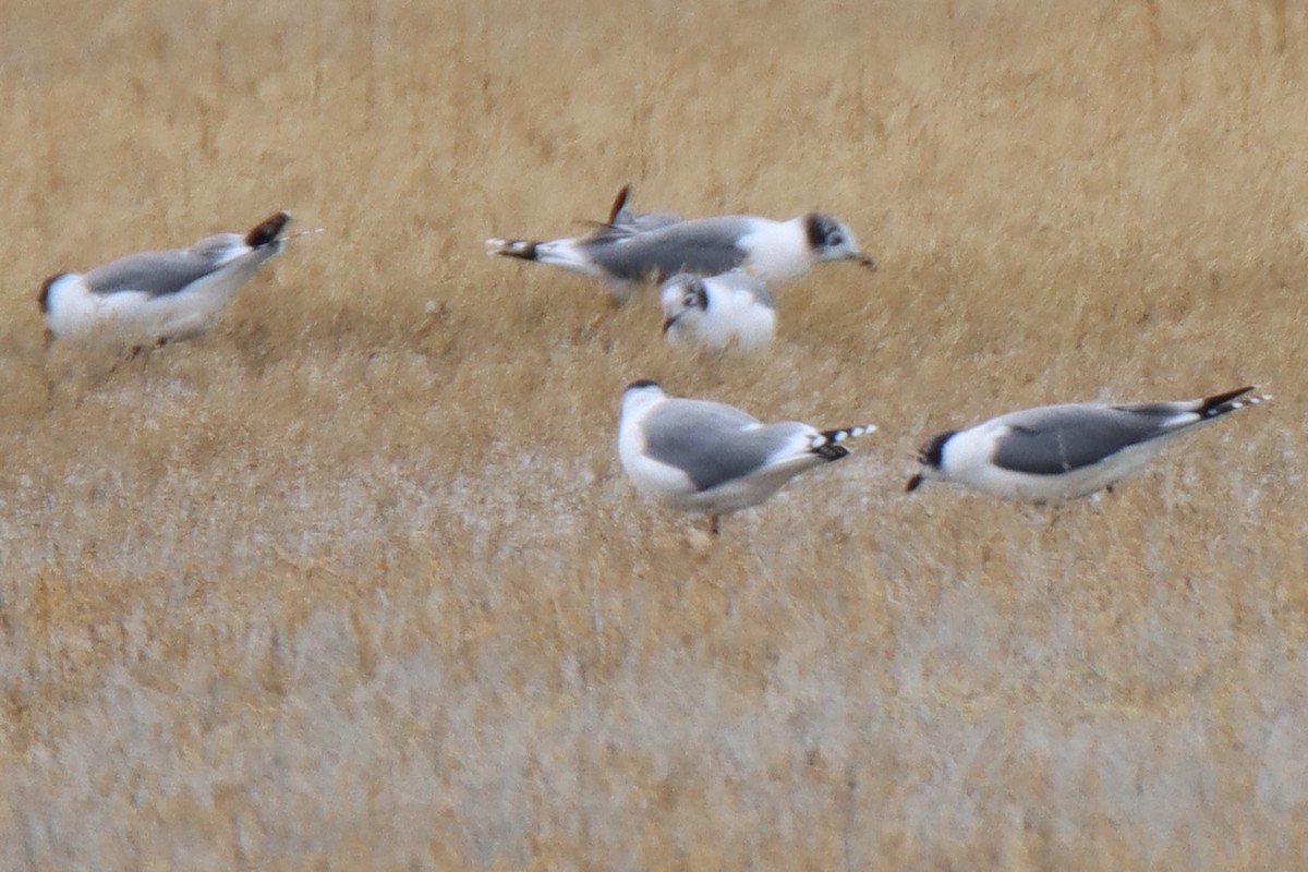 Franklin's Gull - ML643014015