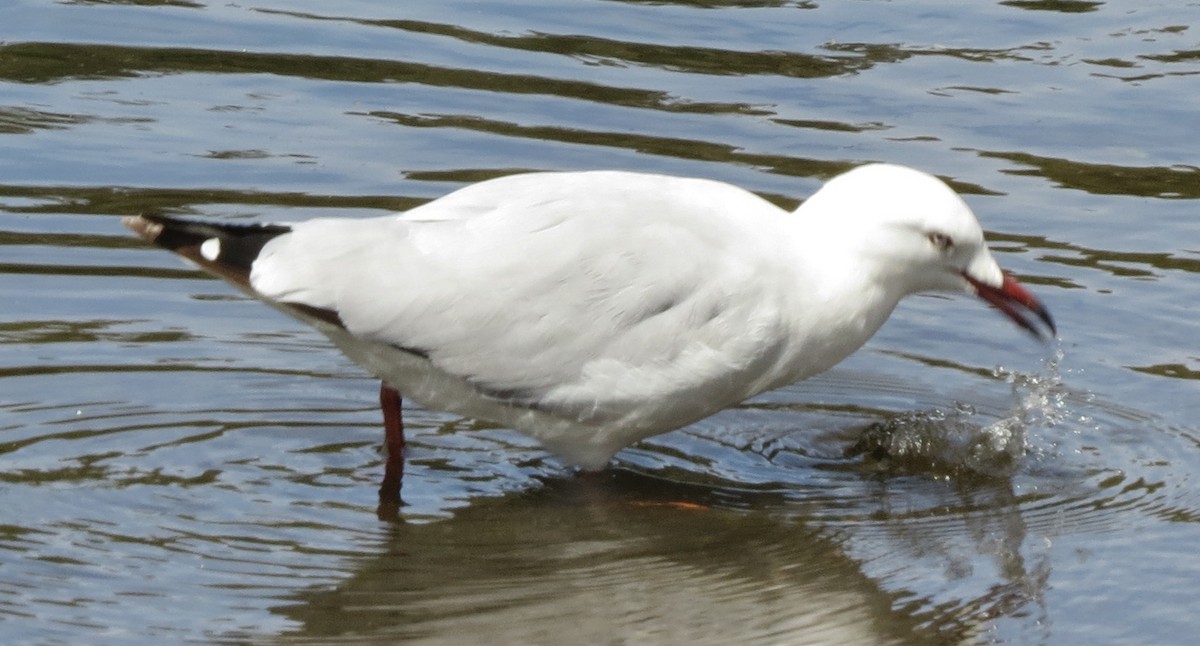 Silver Gull (Silver) - ML643014023