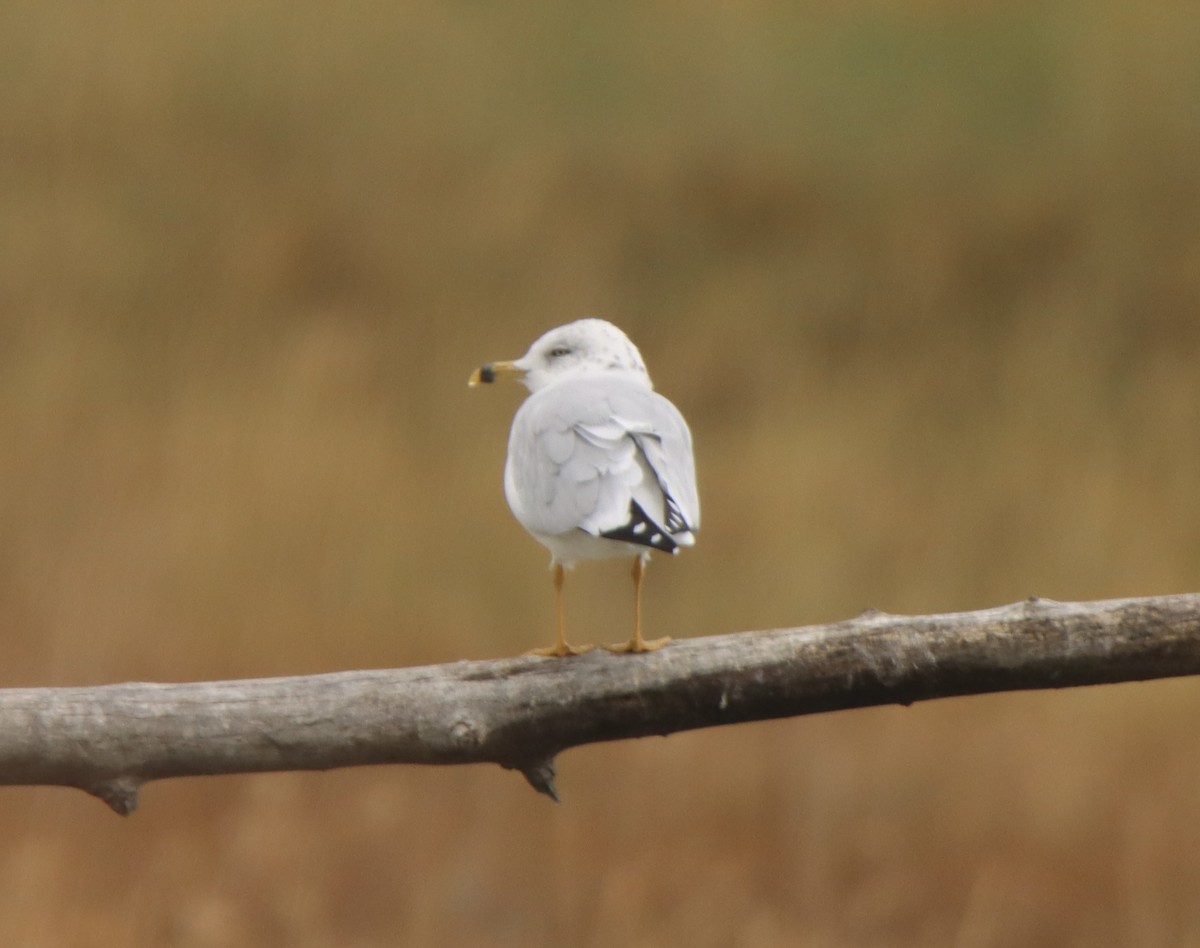 Ring-billed Gull - ML643014029