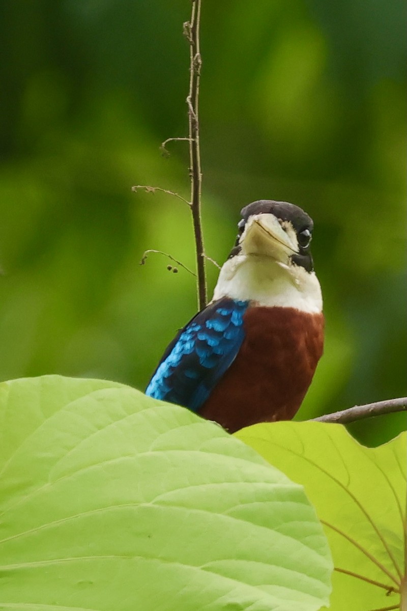 Rufous-bellied Kookaburra - ML643014039