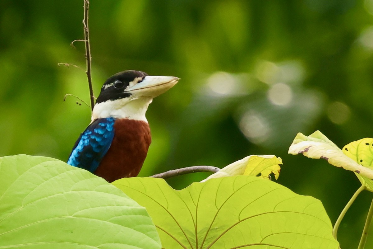 Rufous-bellied Kookaburra - ML643014040