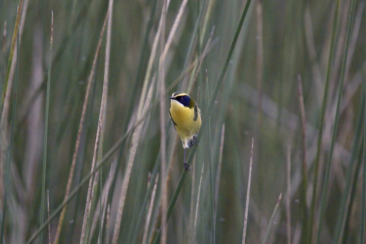 Many-colored Rush Tyrant - ML643014061