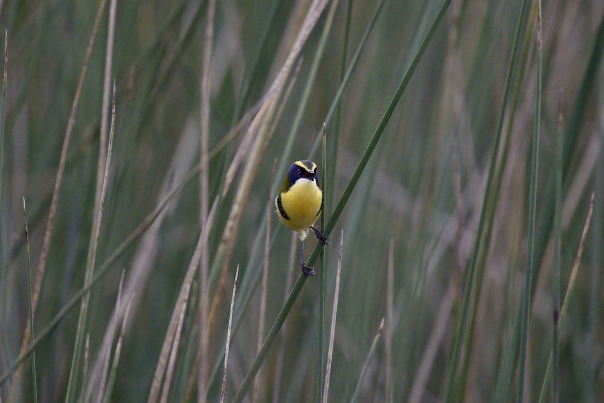Many-colored Rush Tyrant - ML643014062