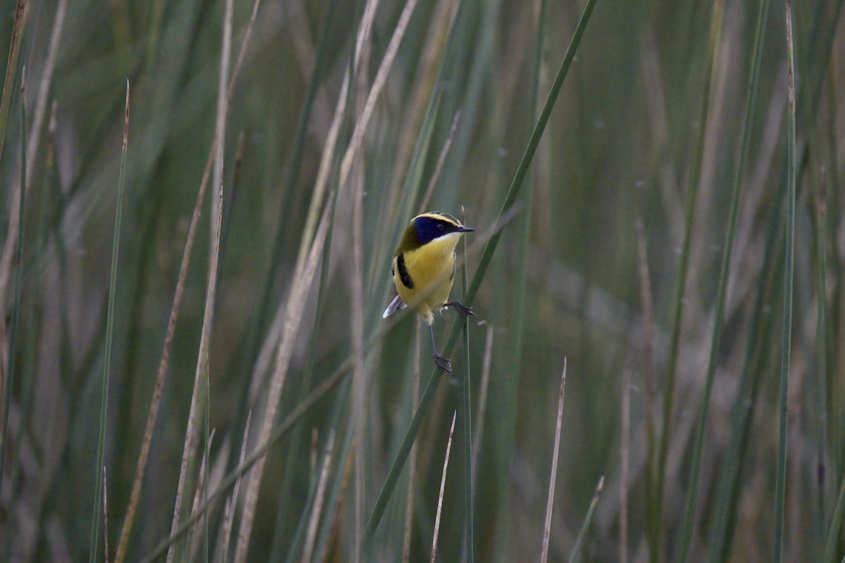 Many-colored Rush Tyrant - ML643014063